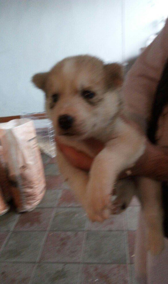 temiz naturalni gozleri goy xaski balasi satilir tam saglam baladir is