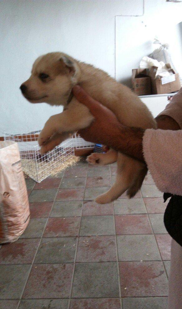 temiz naturalni gozleri goy xaski balasi satilir tam saglam baladir is