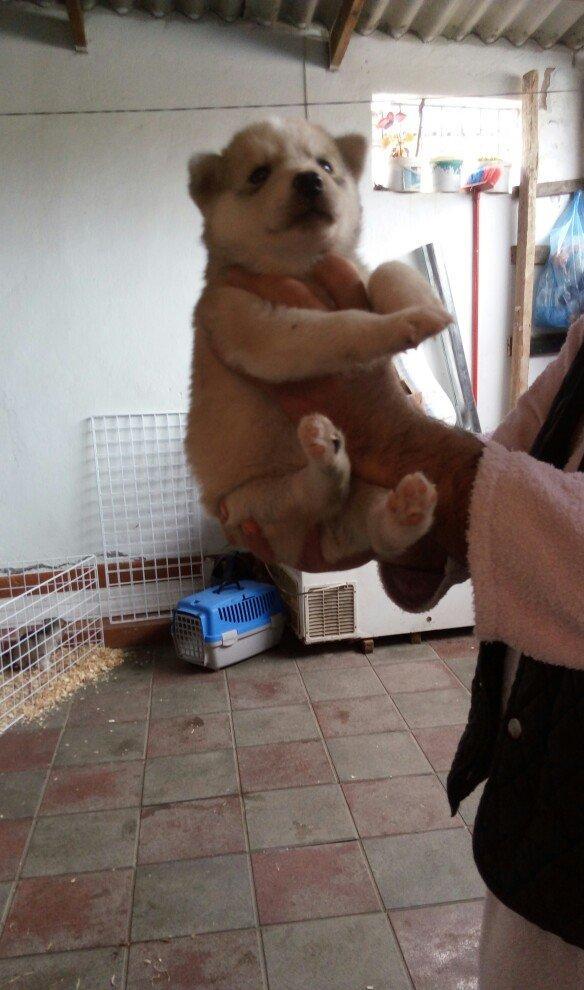 temiz naturalni gozleri goy xaski balasi satilir tam saglam baladir is