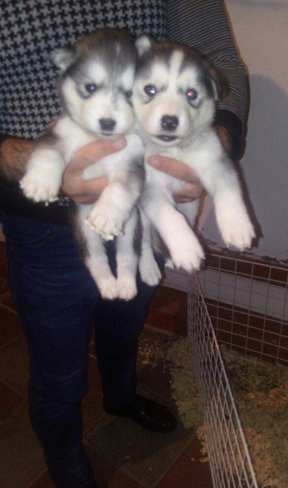 temiz naturalni gozleri goy xaski balasi satilir tam saglam baladir is