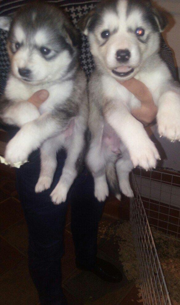 temiz naturalni gozleri goy xaski balasi satilir tam saglam baladir is