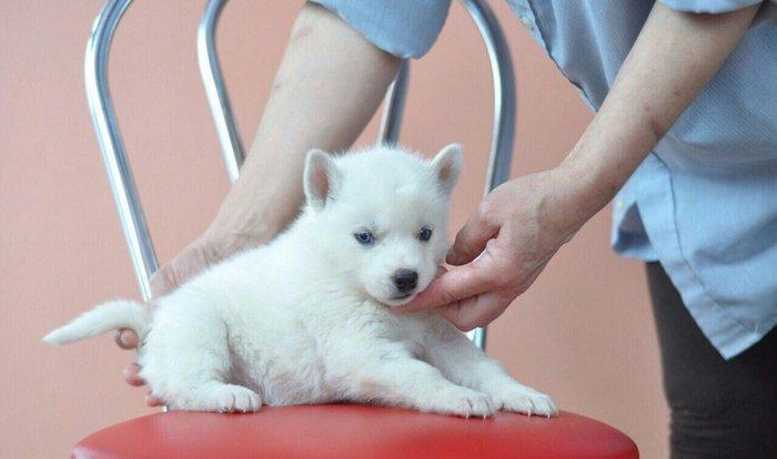 temiz naturalni gozleri goy xaski balasi satilir tam saglam baladir is