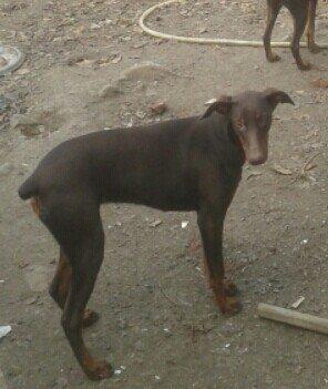 6 aylıq doberman balasi satilir ve ya notebookla barter olunur. Hemen