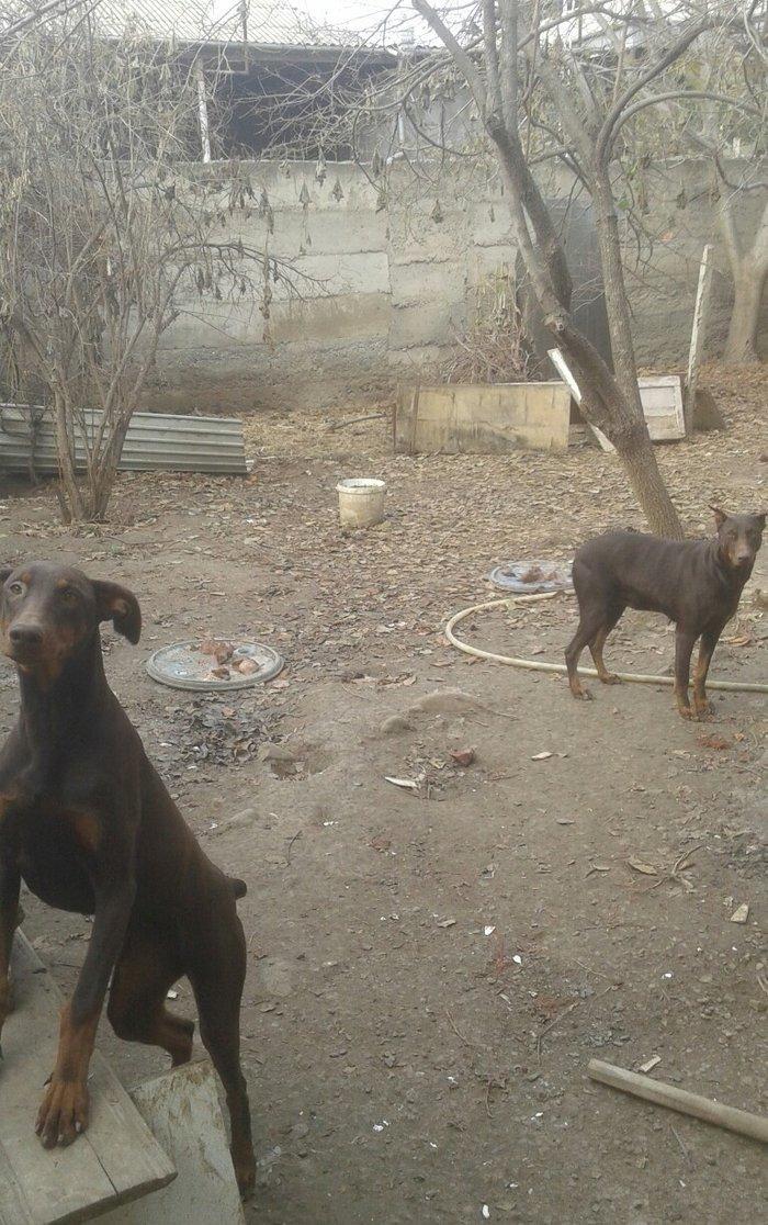 6 aylıq doberman balasi satilir ve ya notebookla barter olunur. Hemen