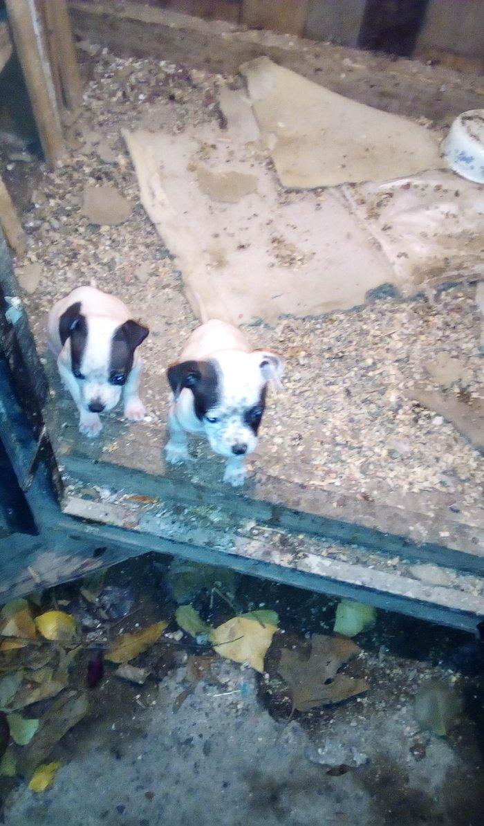 Pidbull balalaridi temiz isdeyem zeng ede bilet ya vpda yaza biler