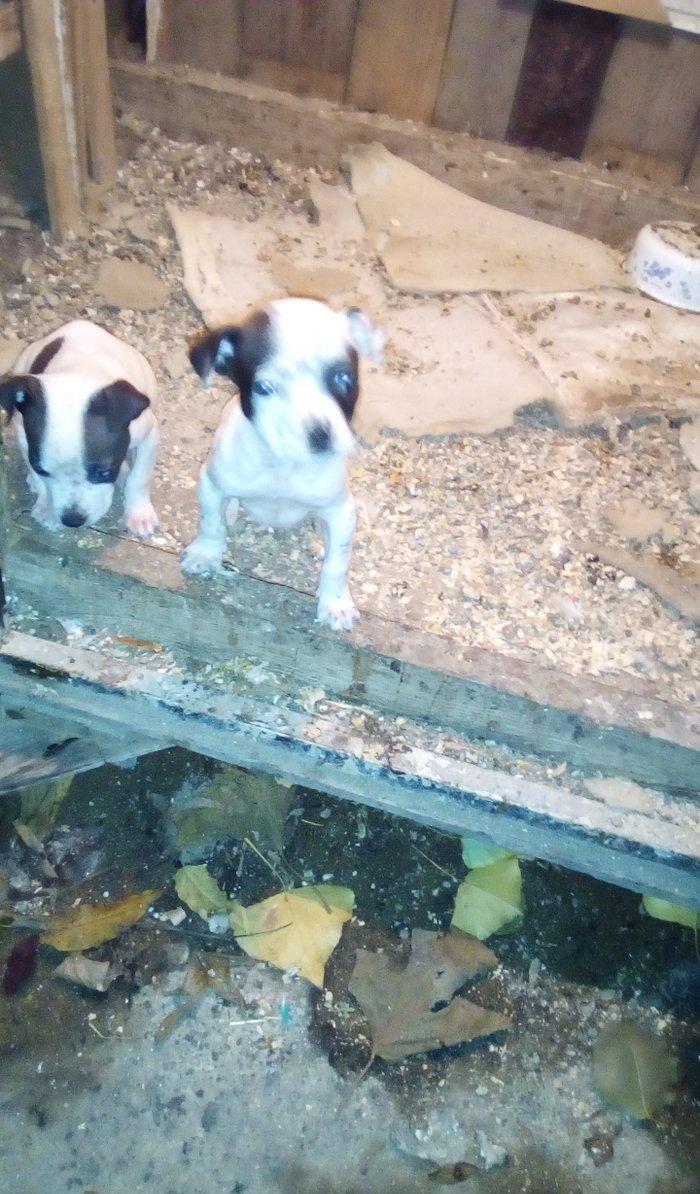 Pidbull balalaridi temiz isdeyem zeng ede bilet ya vpda yaza biler