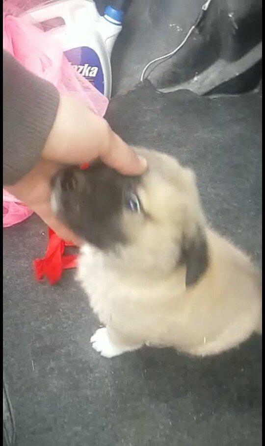 satlir cinsi kan kal barter yoxdu erkeydi 35 gunliydi fikri ciddi olan
