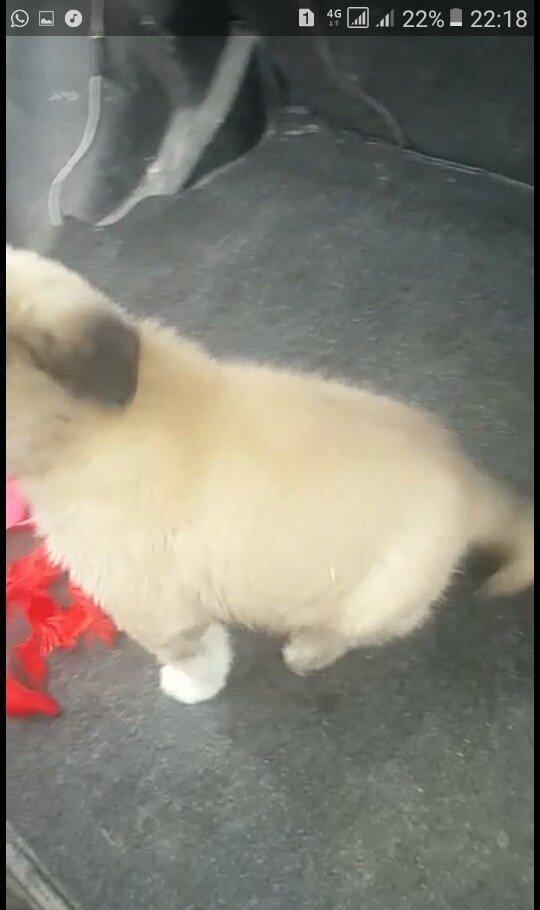 satlir cinsi kan kal barter yoxdu erkeydi 35 gunliydi fikri ciddi olan