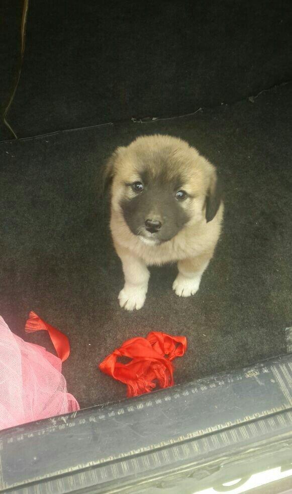 satlir cinsi kan kal barter yoxdu erkeydi 35 gunliydi fikri ciddi olan