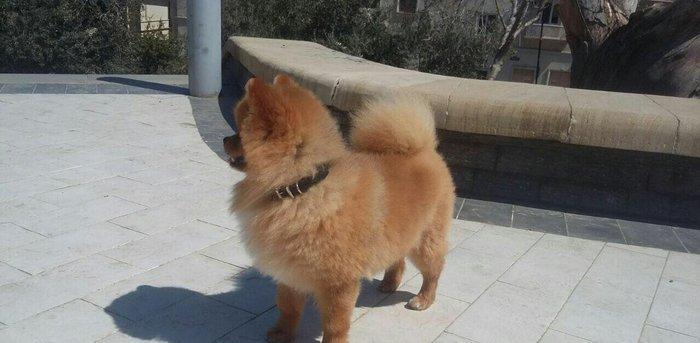 pomiranskiy shpids ucuz satilir paltarlari ve yemek qabi ve bashqa aks