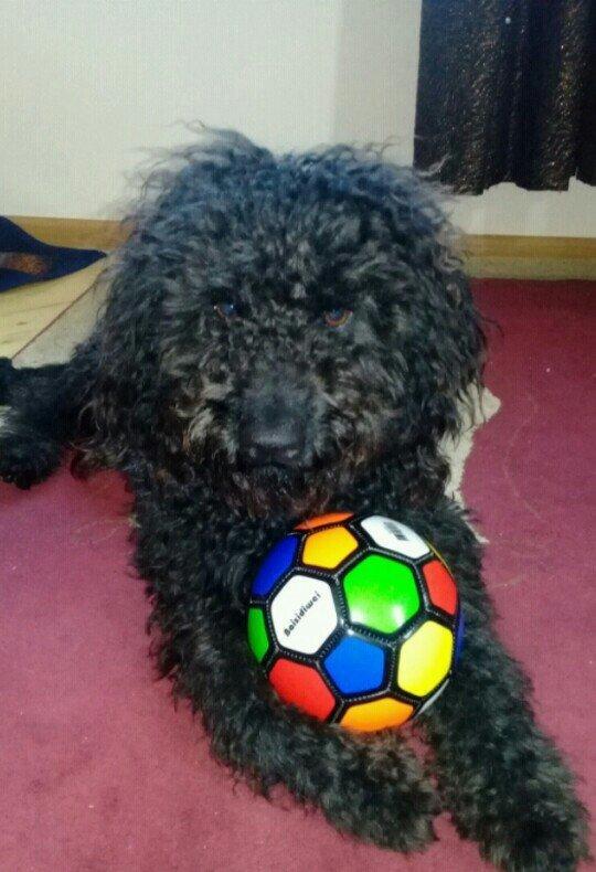 ev itidi hersey yeyir pasporuda var parodasl pudil 1 yasl deka