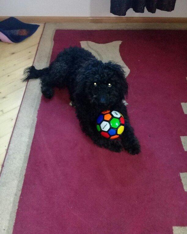 ev itidi hersey yeyir pasporuda var parodasl pudil 1 yasl deka