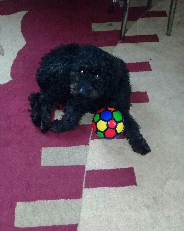 ev itidi hersey yeyir pasporuda var parodasl pudil 1 yasl deka