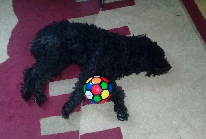 ev itidi hersey yeyir pasporuda var parodasl pudil 1 yasl deka