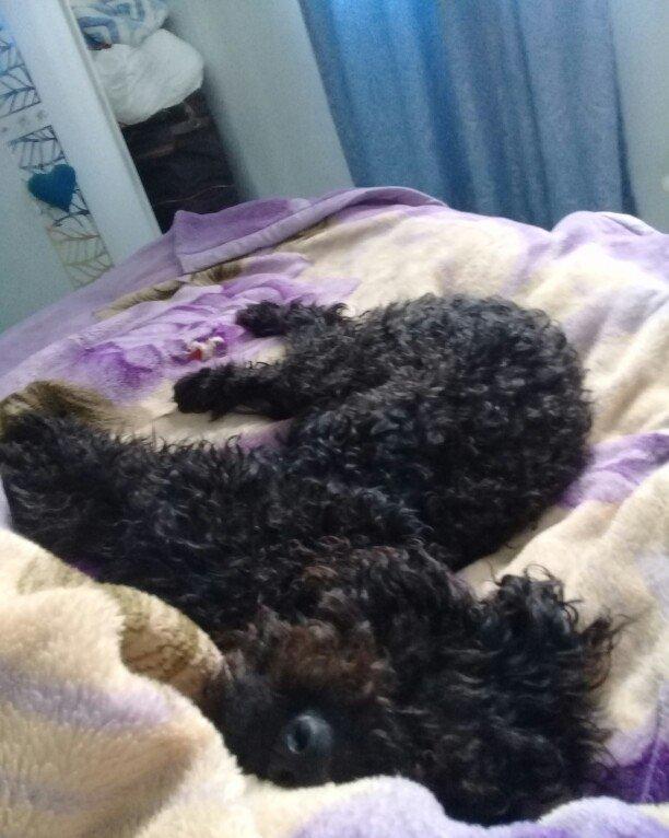 ev itidi hersey yeyir pasporuda var parodasl pudil 1 yasl deka