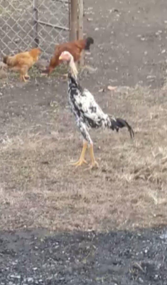 colpam 6 ayliq di madras boyuda 54 sm cidi fikri olanlar bu nomreye ze