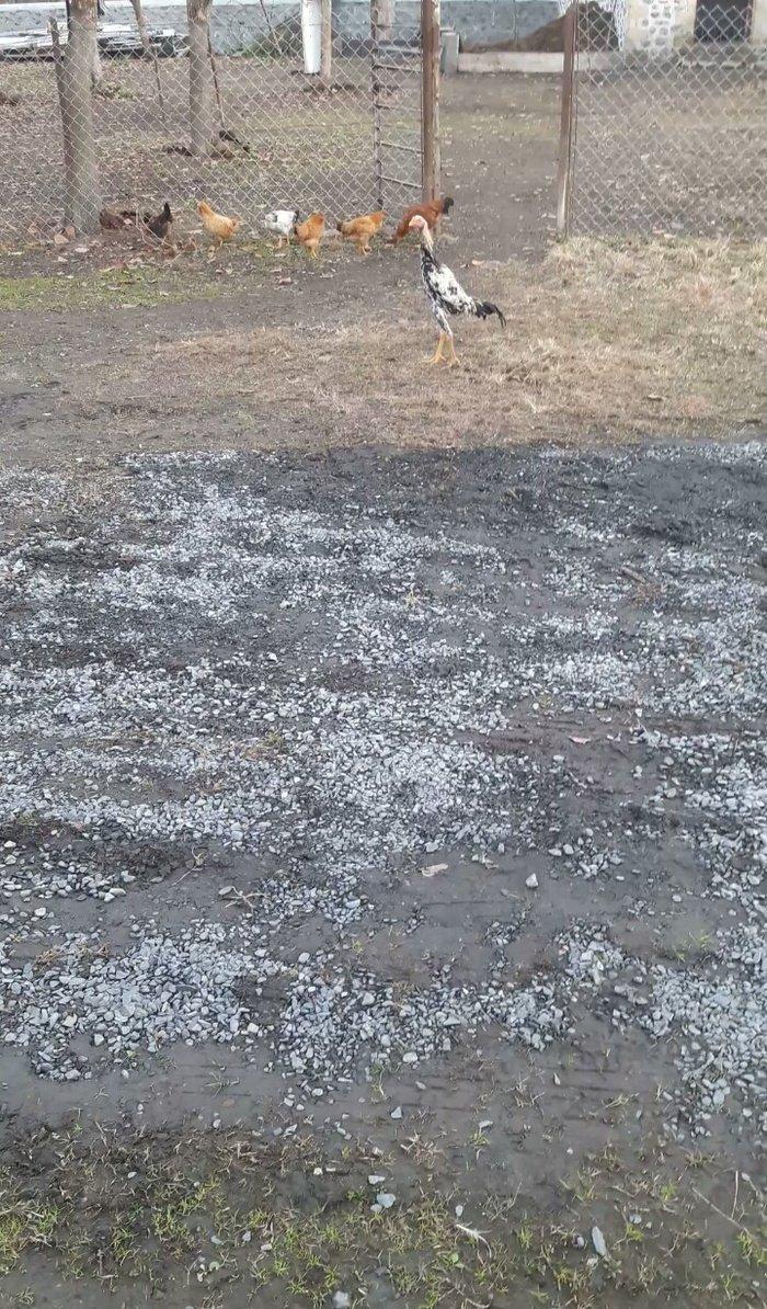 colpam 6 ayliq di madras boyuda 54 sm cidi fikri olanlar bu nomreye ze