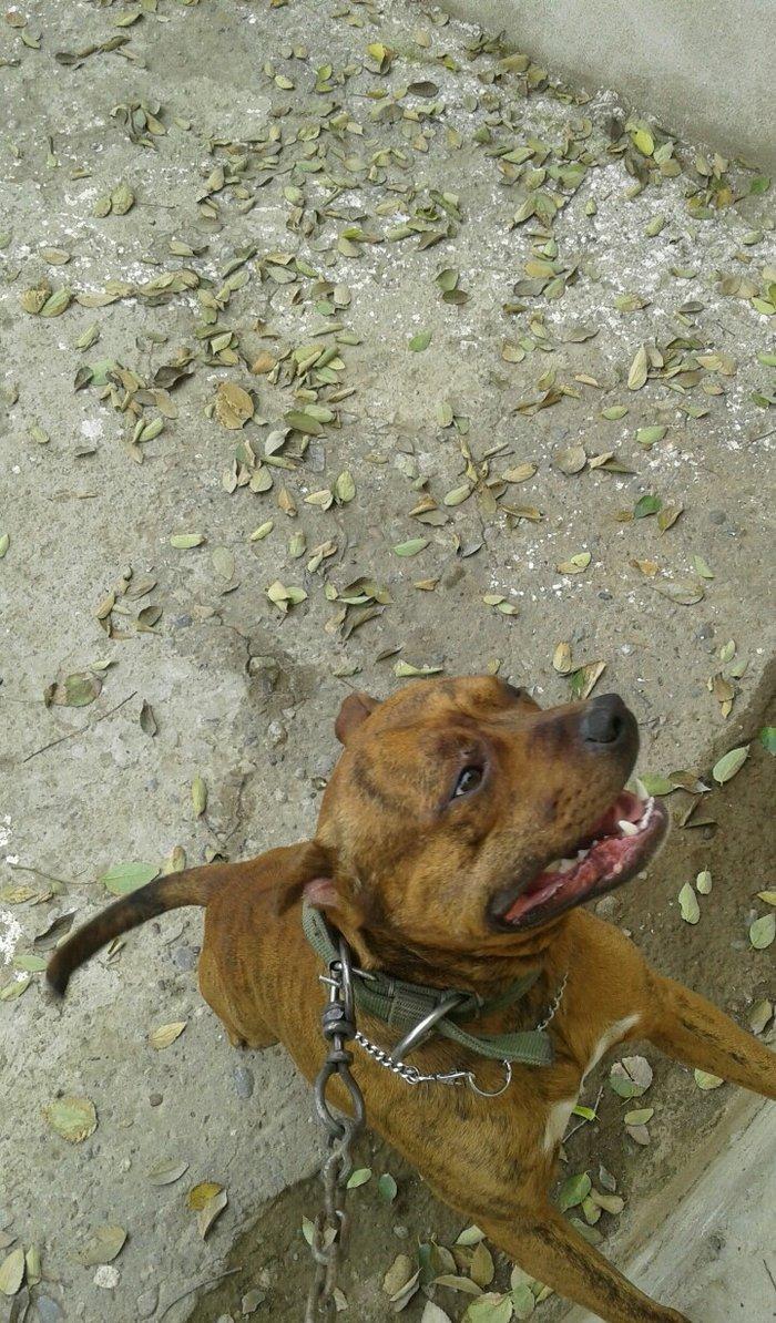 cox temuz qandi nesli temizdi pidbuldu 1yas 2 ayi olmayib hele disi b