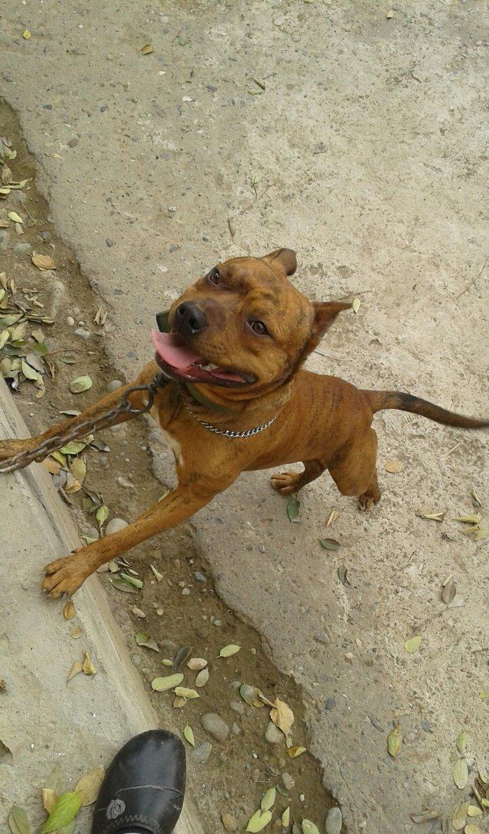 cox temuz qandi nesli temizdi pidbuldu 1yas 2 ayi olmayib hele disi b