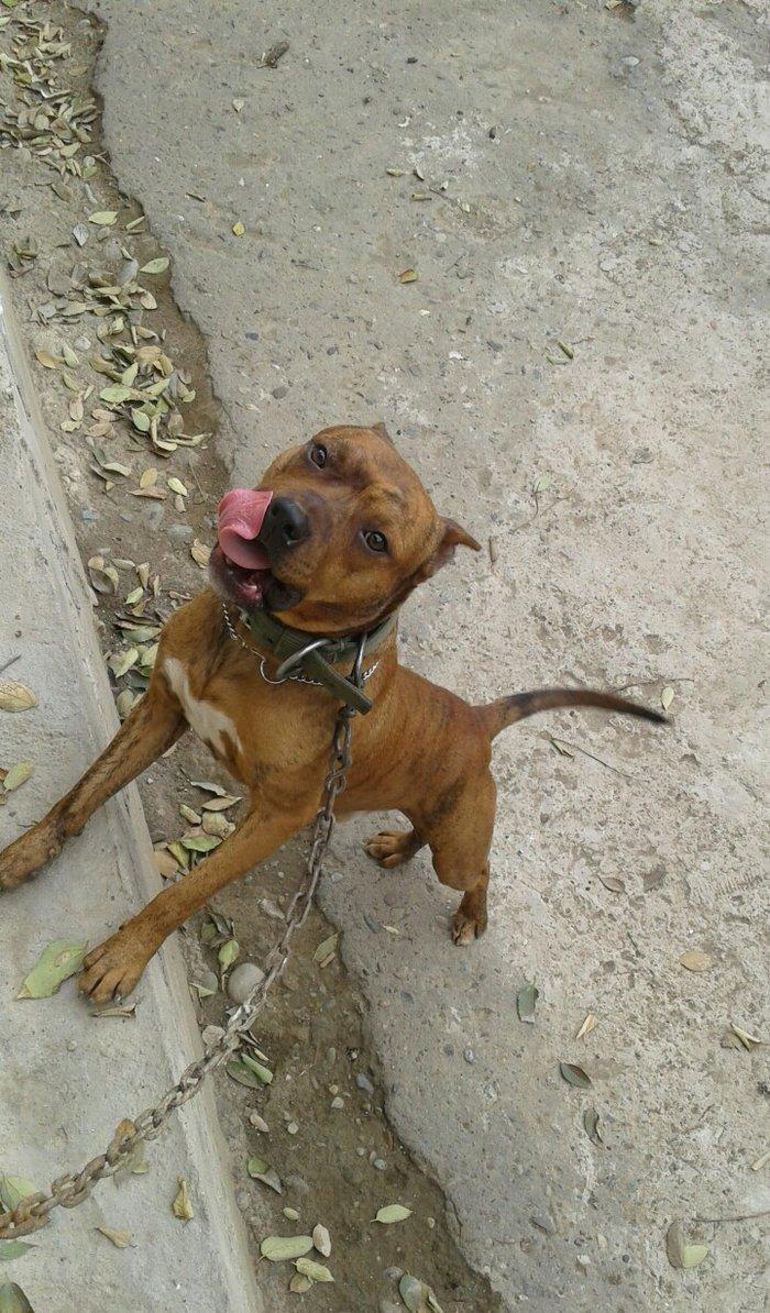 cox temuz qandi nesli temizdi pidbuldu 1yas 2 ayi olmayib hele disi b