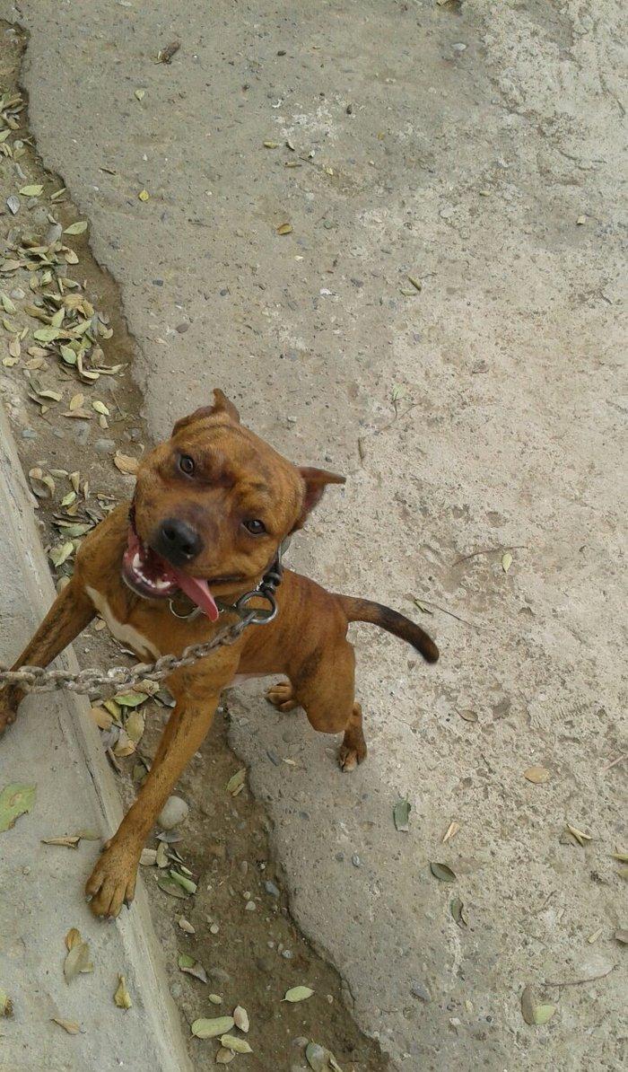 cox temuz qandi nesli temizdi pidbuldu 1yas 2 ayi olmayib hele disi b