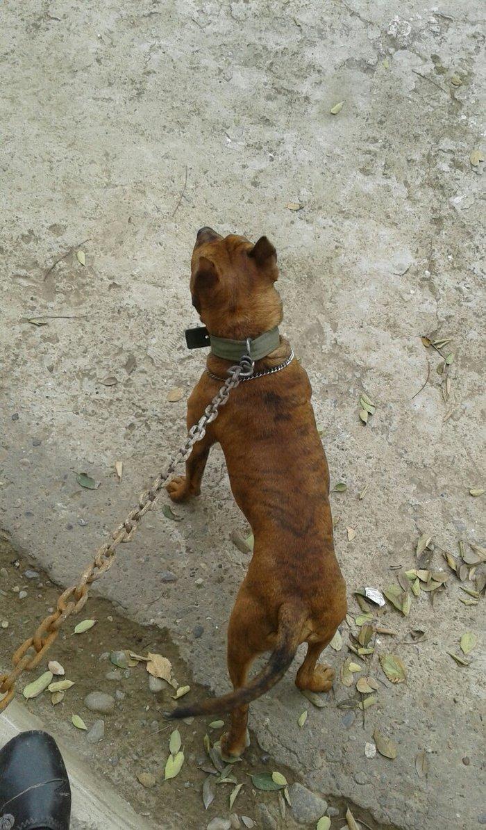 cox temuz qandi nesli temizdi pidbuldu 1yas 2 ayi olmayib hele disi b