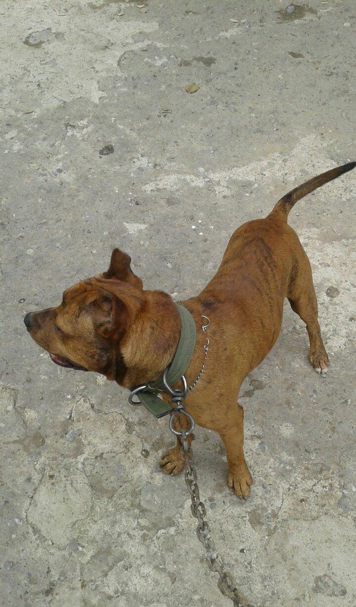 cox temuz qandi nesli temizdi pidbuldu 1yas 2 ayi olmayib hele disi b