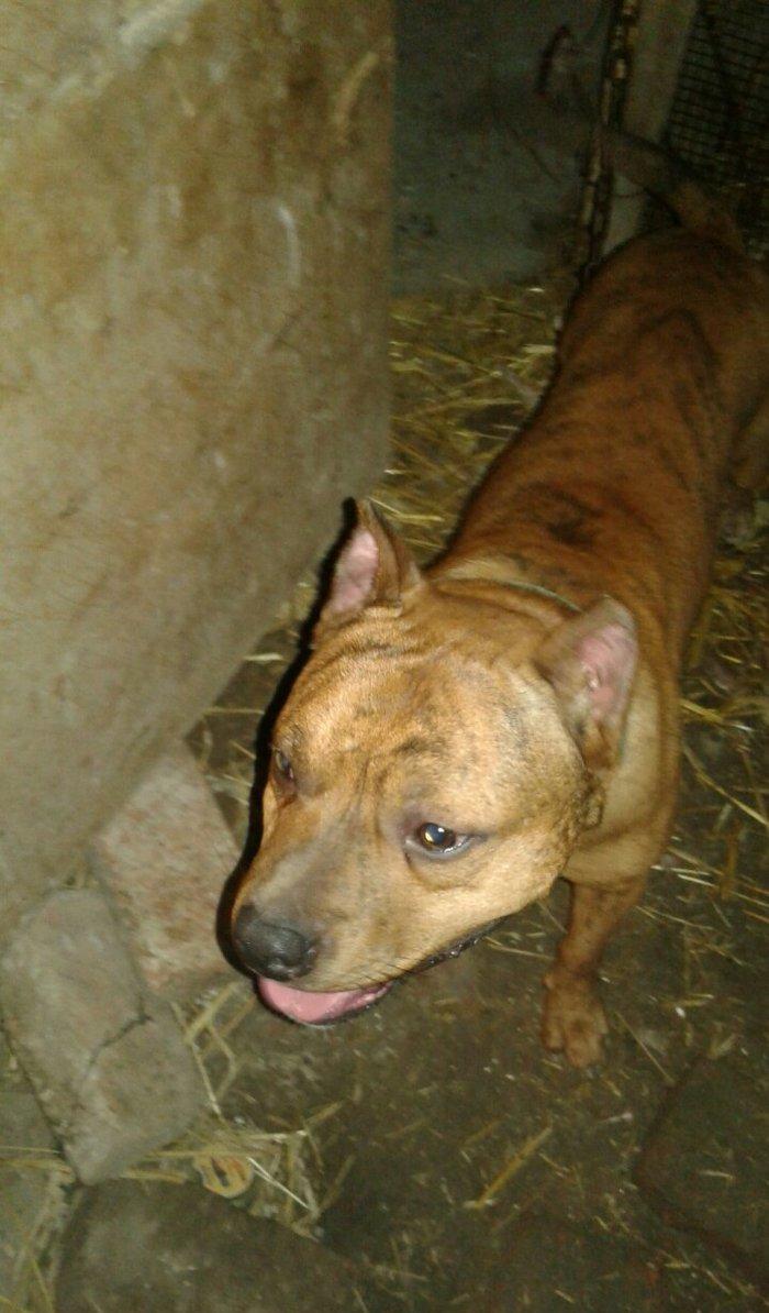 cox temuz qandi nesli temizdi pidbuldu 1yas 2 ayi olmayib hele disi b