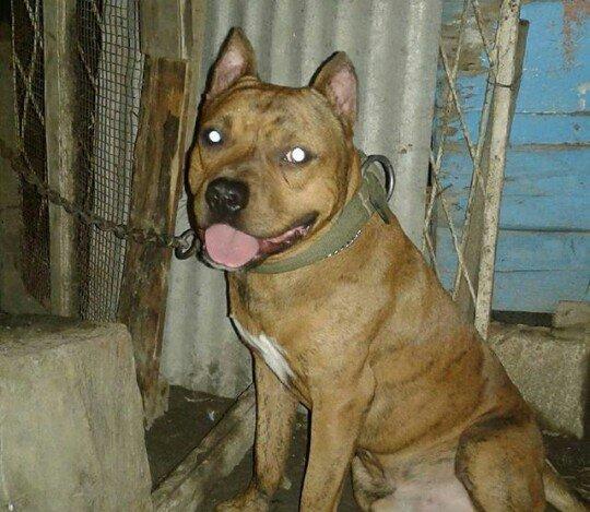 cox temuz qandi nesli temizdi pidbuldu 1yas 2 ayi olmayib hele disi b