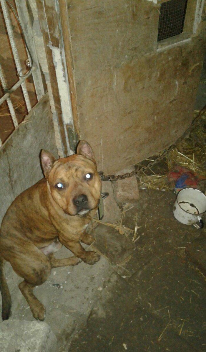 cox temuz qandi nesli temizdi pidbuldu 1yas 2 ayi olmayib hele disi b