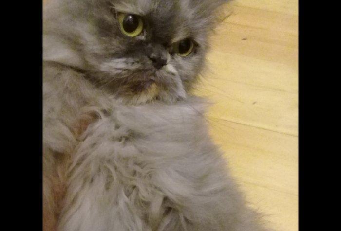 Персидская кошка 2 года. Давала два раза котят. Только хорошим людям.