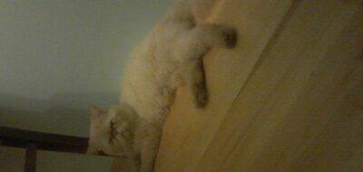 Persidskiy kot, 2 goda, cisto porodniy. Tolko xorosim ludam imeyusim