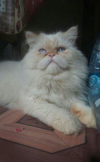 Persidskiy kot, 2 goda, cisto porodniy. Tolko xorosim ludam imeyusim