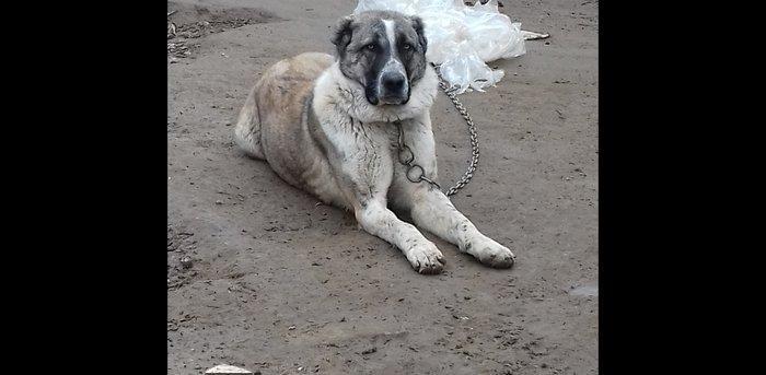 Temiz sort coban iti 1yas 3ayliqdi qanciqdi.Cox agilli itdi ..Iwle