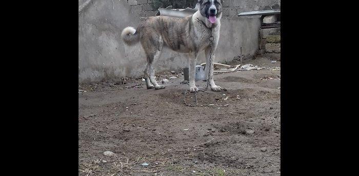 Temiz sort coban iti 1yas 3ayliqdi qanciqdi.Cox agilli itdi ..Iwle