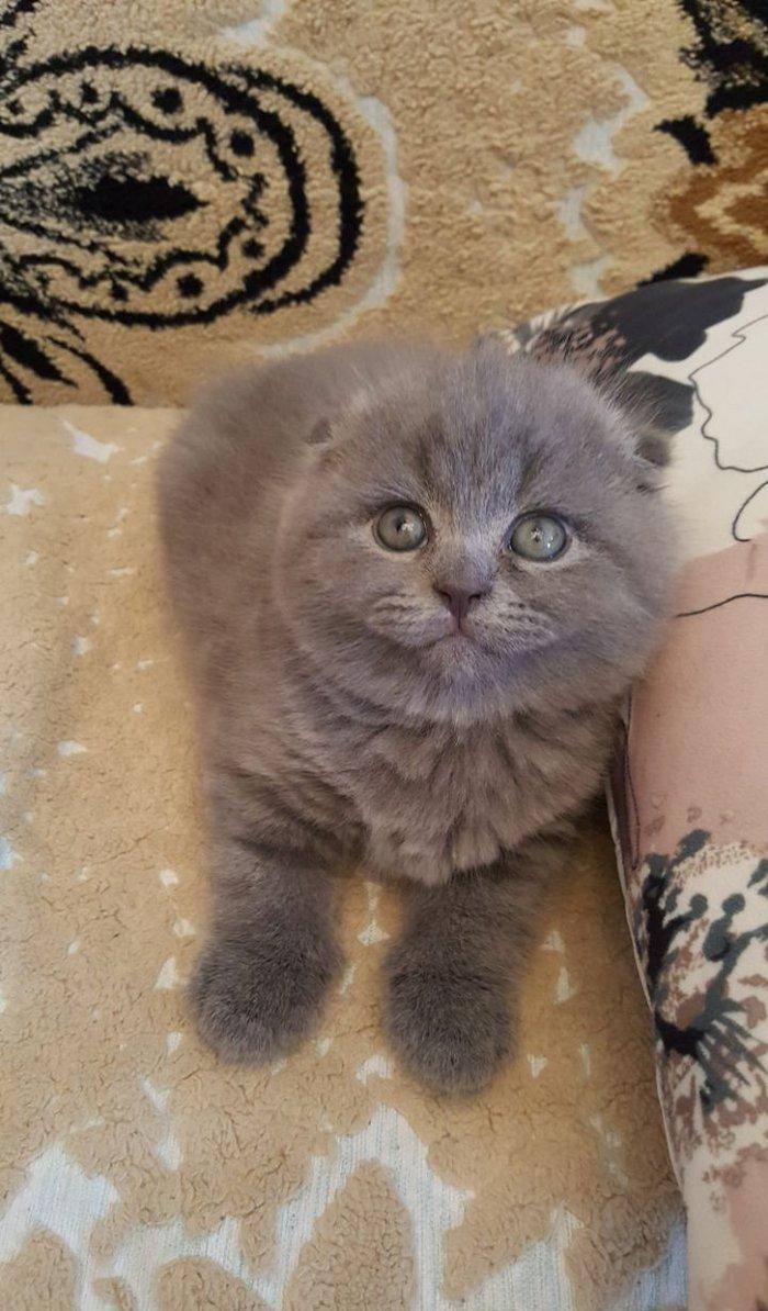 Скотиш-фолд, 1 месяц котенку, мальчик. В наличии один котенок . К
