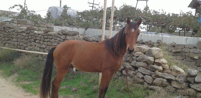 bir il dord ayliq daycadi yorgasi var skacka atinin balasidi buyurub z