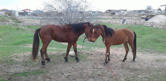 bir il dord ayliq daycadi yorgasi var skacka atinin balasidi buyurub z