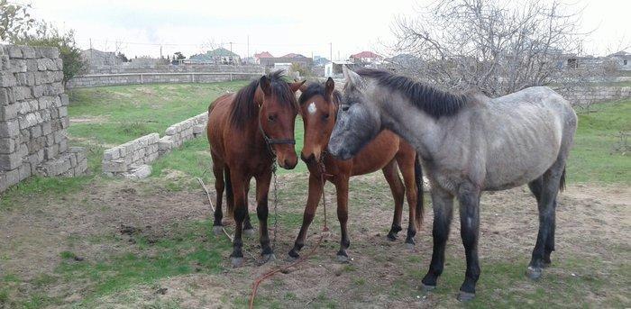 bir il dord ayliq daycadi yorgasi var skacka atinin balasidi buyurub z
