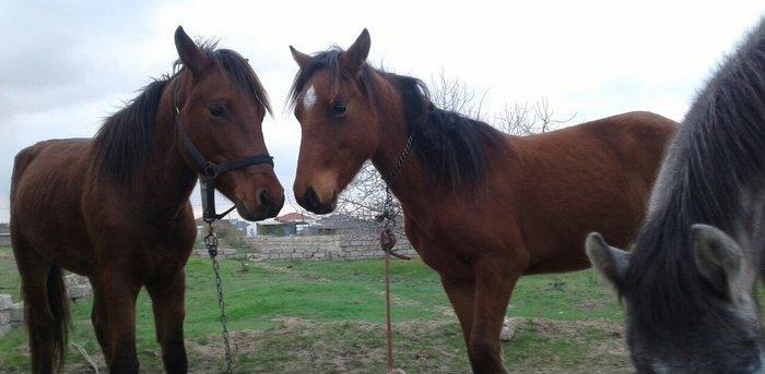 bir il dord ayliq daycadi yorgasi var skacka atinin balasidi buyurub z