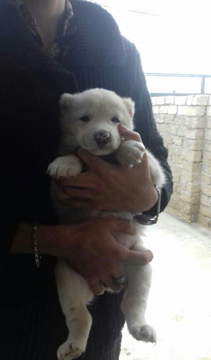 Salam temiz qan alabay balalari satilir erkek diwi var whatsappim yoxd