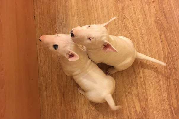 Продам двух щенят бультерьераВ продаже щенки породы бультерьера,