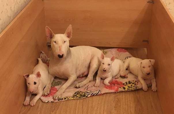 Продам двух щенят бультерьераВ продаже щенки породы бультерьера,