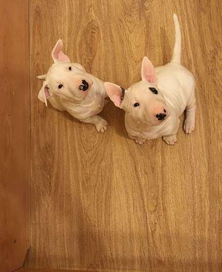 Продам двух щенят бультерьераВ продаже щенки породы бультерьера,