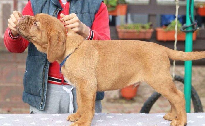 Бордоский дог Щенки с хорошей психикой , крепким здоровьем и