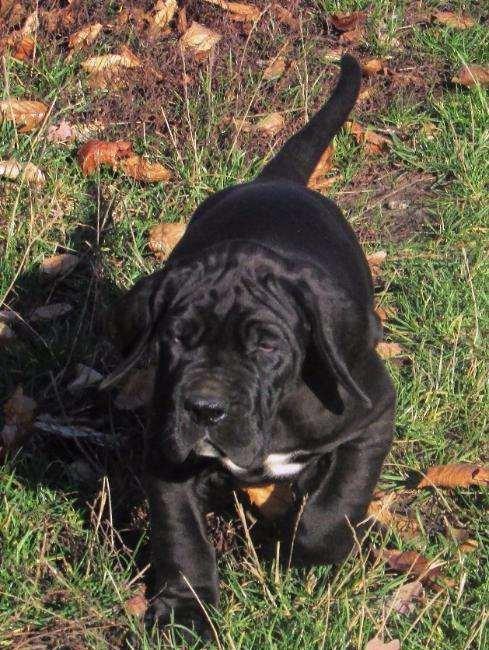 Щенки немецкого догащенки черного окраса мальчики и девочки цена на