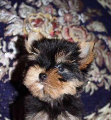 Продаются щенки йоркширского терьера .Малыши все здоровенькие, с