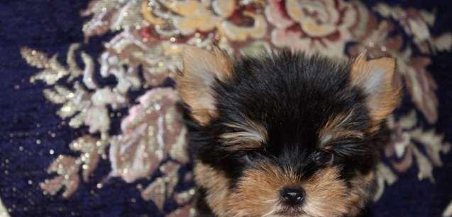 Продаются щенки йоркширского терьера .Малыши все здоровенькие, с