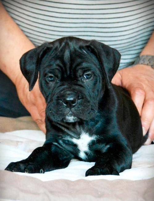 Сane-Сorso-ItalianoЩенки кане-корсо возраст 2 месяца черного и