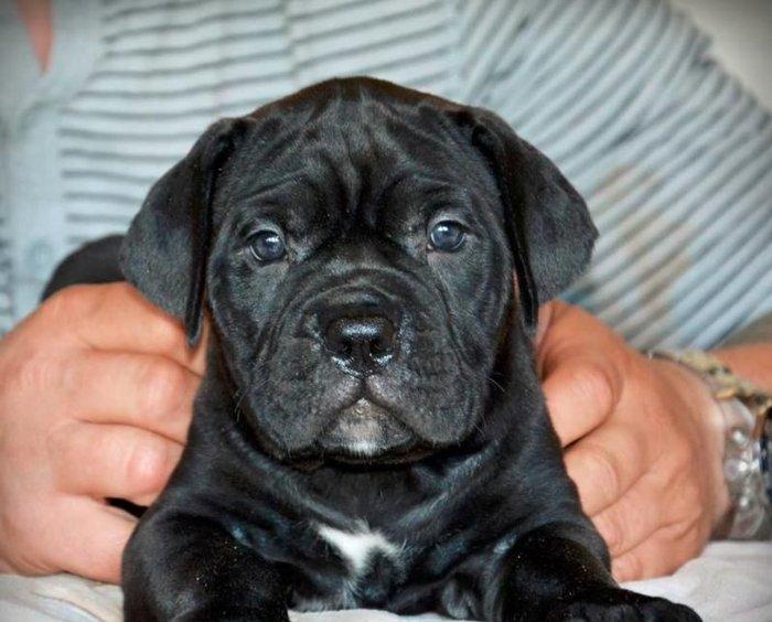 Сane-Сorso-ItalianoЩенки кане-корсо возраст 2 месяца черного и